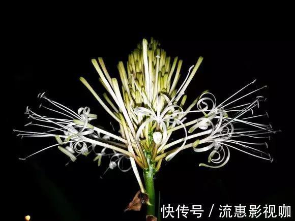 4种花有灵性，平时难开花，一有好事就开花！