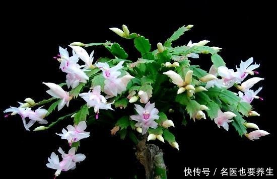 蟹爪兰生长期中的光照度最为重要,该需要什么程度的光照呢!