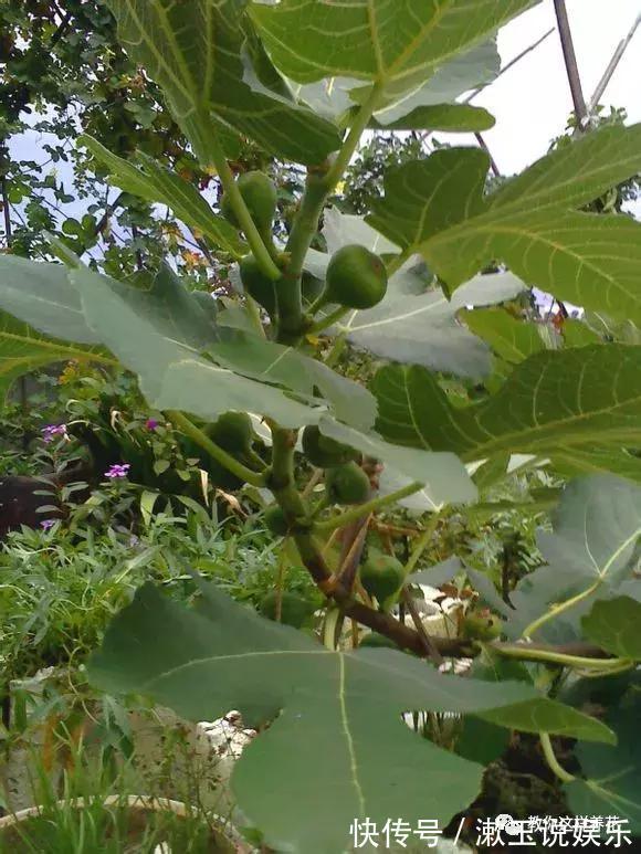 花友|这种水果枝条阳台一插,1年就挂果,果实太多压弯枝!