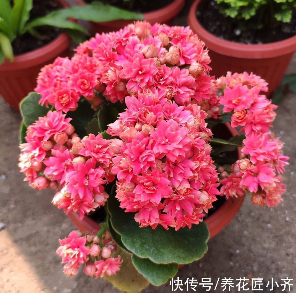 长寿花长出花苞,做好3个养护关键,花开整齐,不黄不落