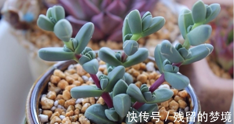 种植多肉,搞不清品种、晒太阳、浇水、通风问题,养再多都白费