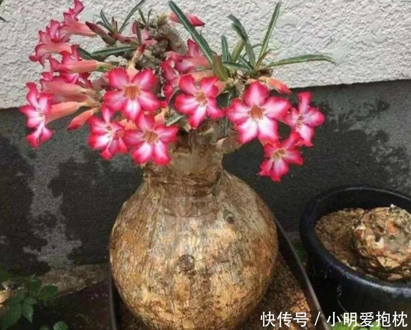 威胁|天热养花,怕度夏难,盆栽切记4点,高温造不成威胁