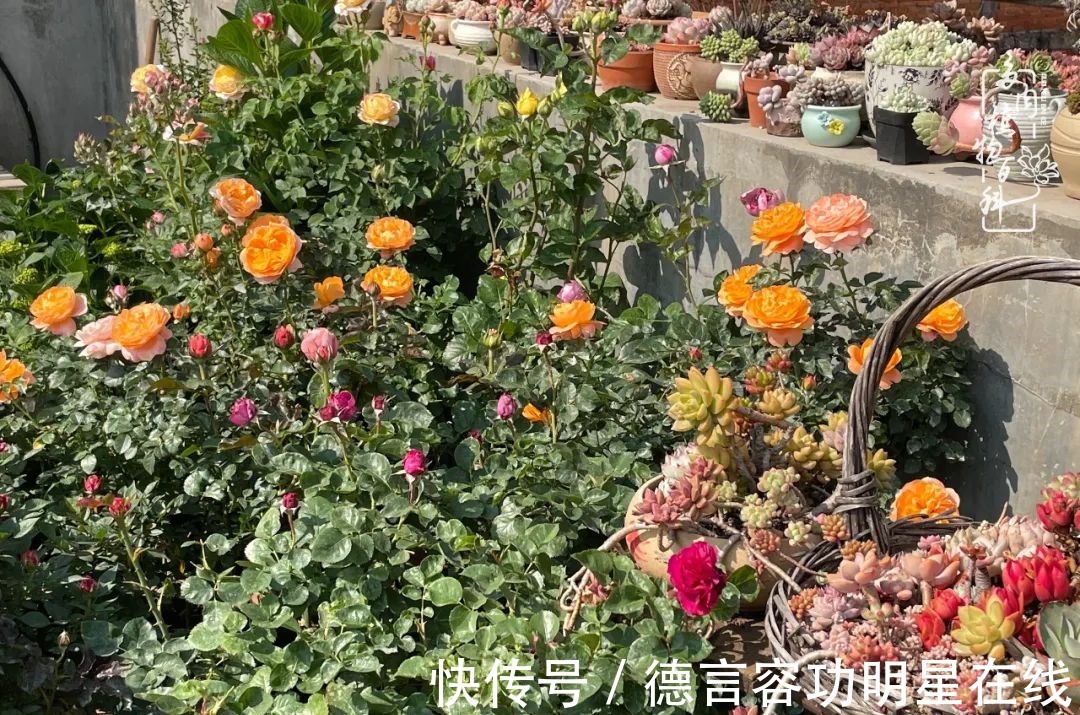 最美四月天,去杨姐的屋顶花园,赴一场花约!