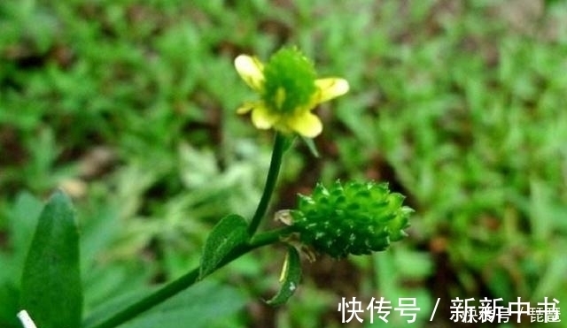 茴茴蒜|这草长得很像艾草,若是遇到请别采摘,农民称它“野桑葚”