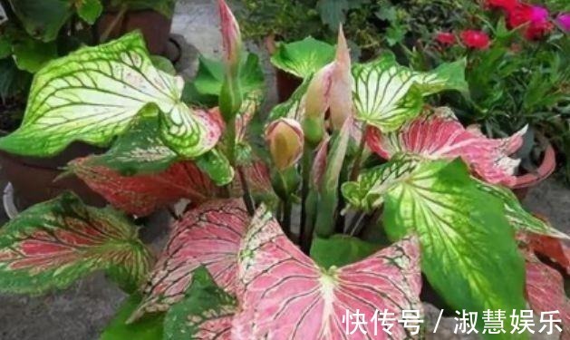 夏天家里养此款花,人养花,花也养人,空气清香去异味,漂亮好养