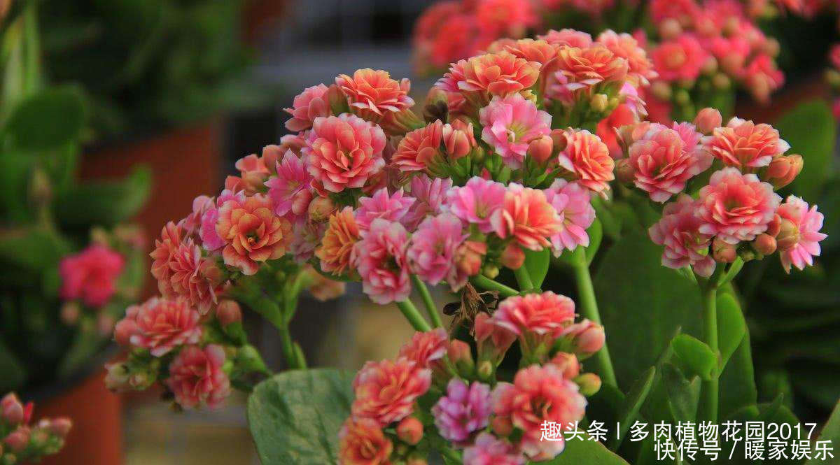 长寿花没有精神,可能问题出在这四点,做好花多叶绿