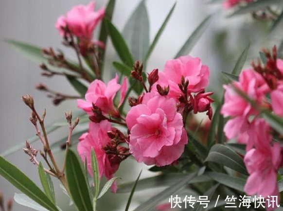 家里不能养的4类绿植，白送都不要，有钱人都懂，你还傻傻往家买