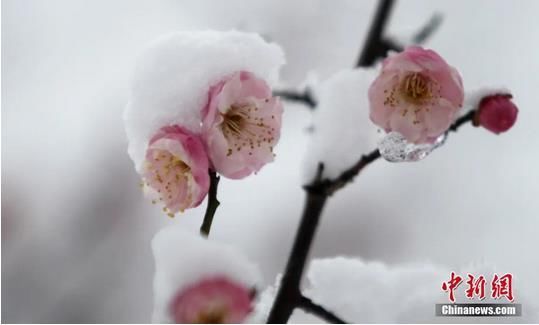 今日|今日小雪 | 天冷勿忘加衣 愿你今冬一切安好