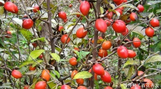 農村山坡上到處都是的野果,能助陽補陰、活血利肝、生津止渴