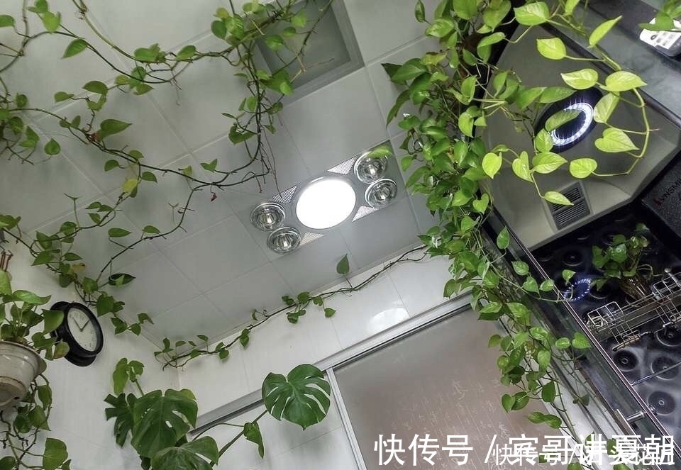 净化|卫生间“潮湿、有异味”？养上6种花草，干净又清新