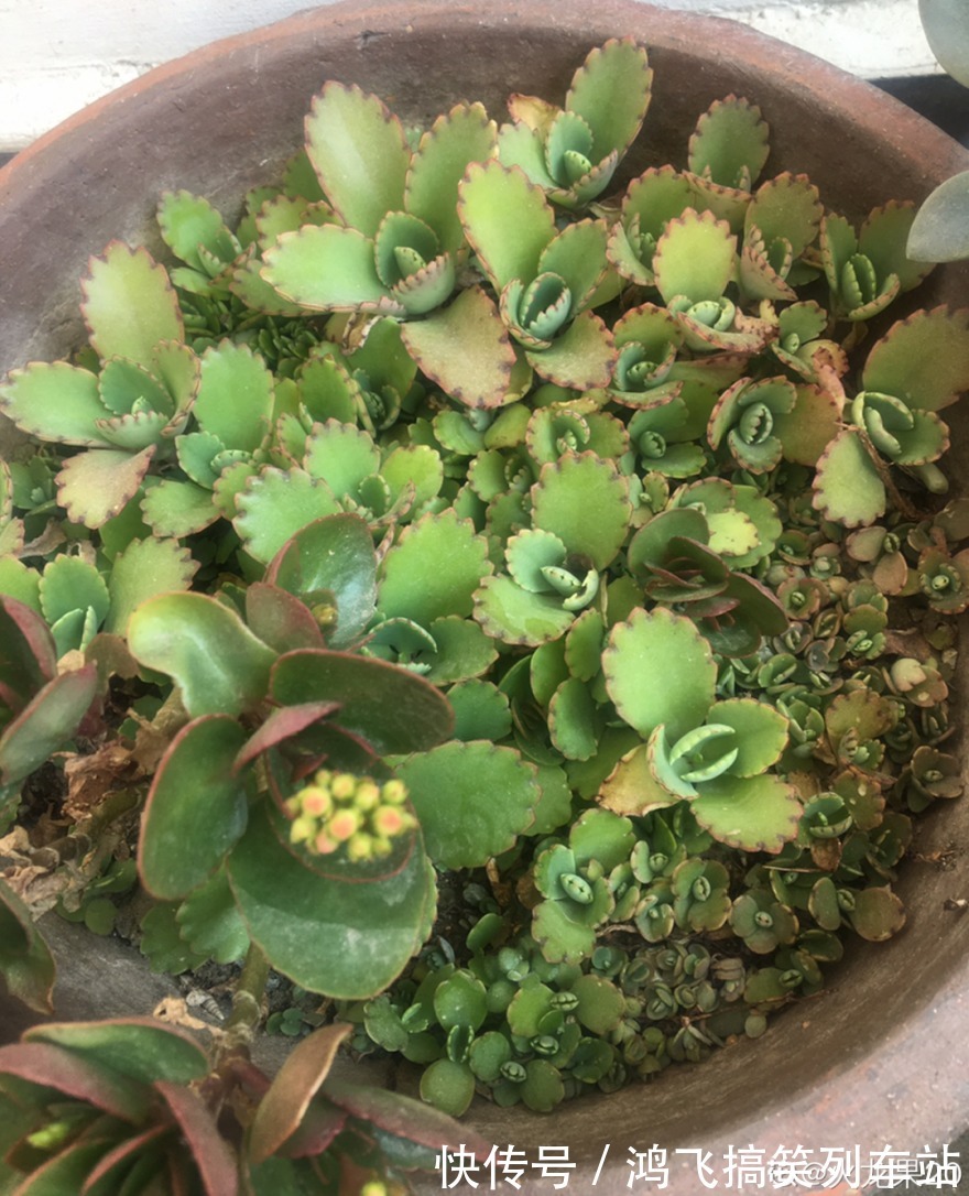 太阳花|养到烦人的花,盆都不够用,扔掉还很心疼