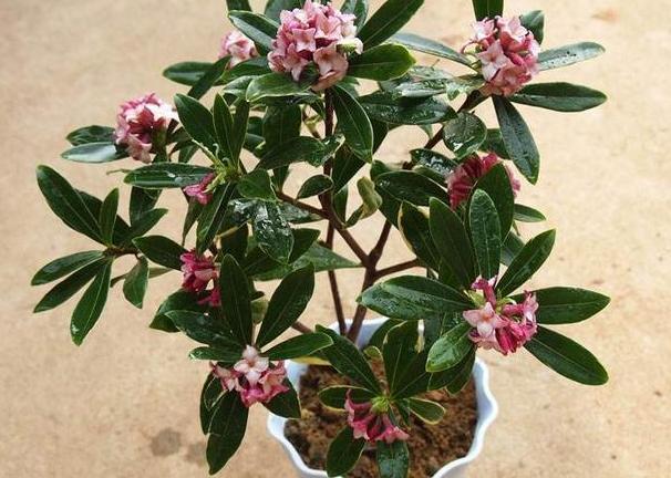 茉莉|养月季、茉莉不如盆栽金边瑞香，花期长、花朵多，花开满屋飘香