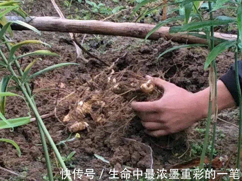 老虎姜|一种生姜，李时珍称它为“仙草之首”，服食延年，真有那么神奇？