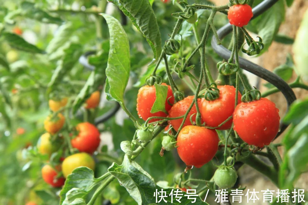 番茄|药食同源！7种常见蔬菜的惊人养生妙用，早知早受益