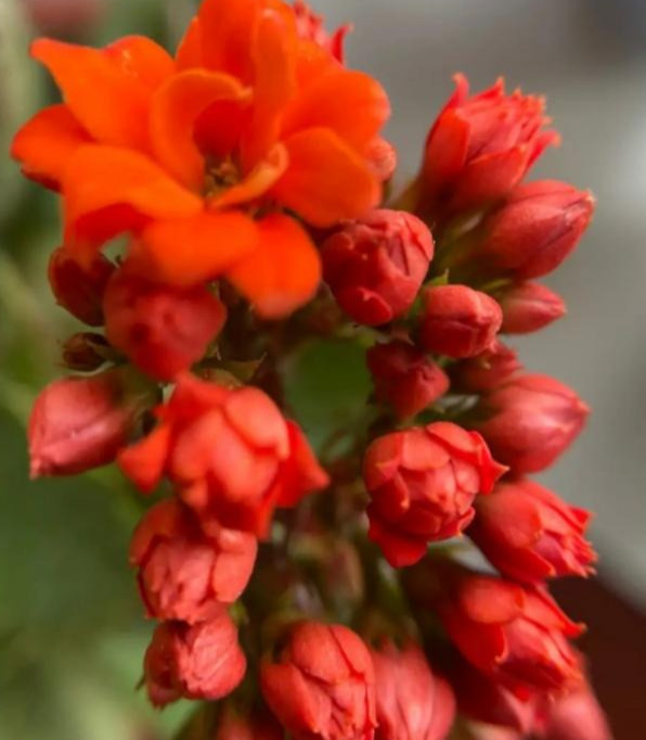 品种|75个长寿花品种,一个比一个美,一起来认识一下吧!