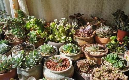 茎干|养多肉植物如何加速上色调节3方面,茎干长出好多'小莲花'