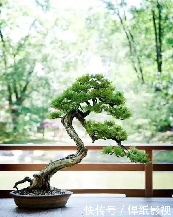 清朝|五针松以“五叶丛生”得名,早在清朝光绪年就在三十六湾村走红!