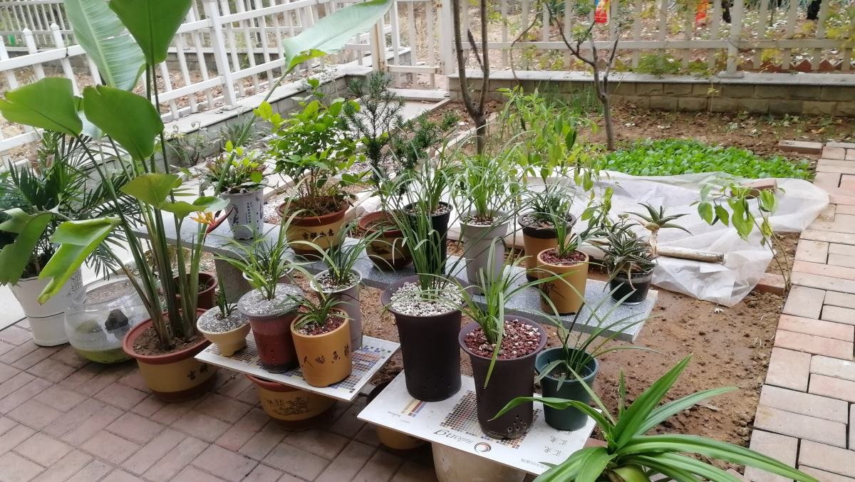 灼烈|本来有个一楼小院，后来因养花和邻居置换，才发现悔不当初