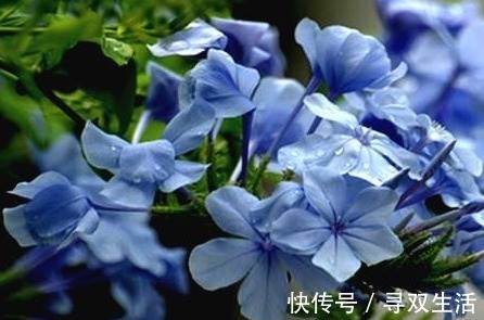 四季|可爱迷人的3种花，美不输玫瑰，四季开花，种植容易，很值得入手