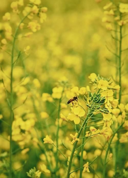 春暖花开日，这些“宝藏”赏花地，值得你打卡