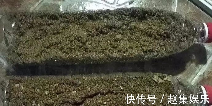 土壤|养花不用买土,用这几样东西掺一块儿,种什么花草都旺