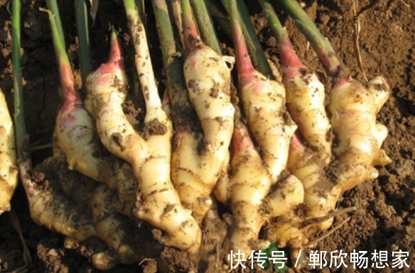 姜多|保存生姜，放冰箱是大错！姜农教你3个方法，半年不干瘪也不发芽