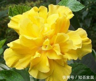 花卉|此花开花太漂亮，花色金黄，美得发光，是阳台盆栽佳品！