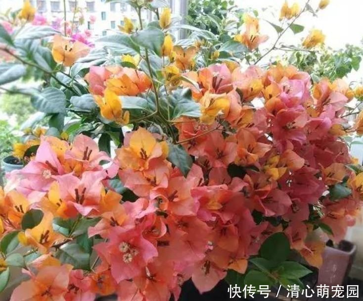 哈姆斯|阳台养花就选“4种”,个个好养、开爆盆,花色艳丽灿烂无双