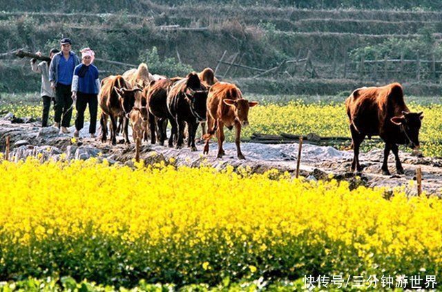 村庄|云南一村庄进村无公路，只能从水洞中进出，堪称现代版世外桃源