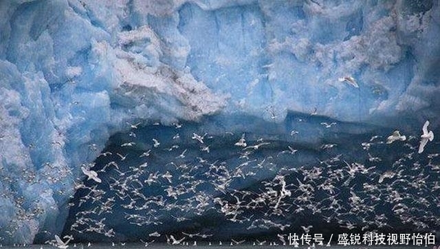 斯瓦尔巴群岛|100年前法国强塞给中国一块地,段祺瑞无奈接受,今成黄金宝库