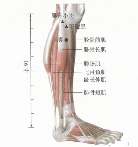 调节|经常按摩这些部位，可以调节腹部不适，对慢性胆囊炎尤其有效