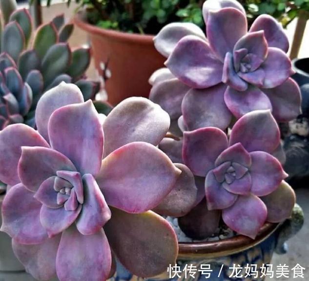 秋天怎么把多肉养得又肥又美？掌握3个方法，叶片饱满又肥厚