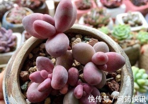 多肉植物长不好盆里埋一宝贝,一周长出大白根,新叶侧芽一起长