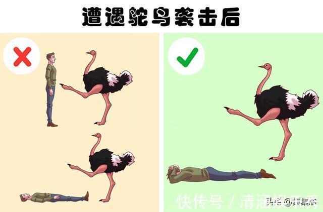 野生动物|在9种罕见的极端情况下，可以挽救生命的提示和技巧