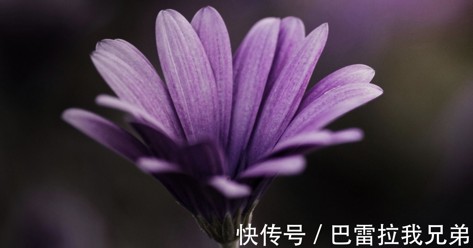 前任|8月，良缘回归，爱情运飙升，桃花入梦，3生肖不负真心，前任回头