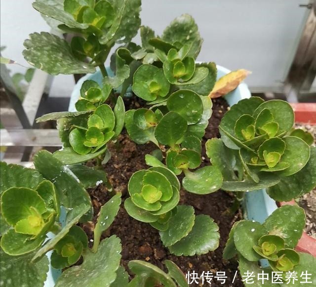 长寿花开始长花苞,4件事不要做错,不然难开花!