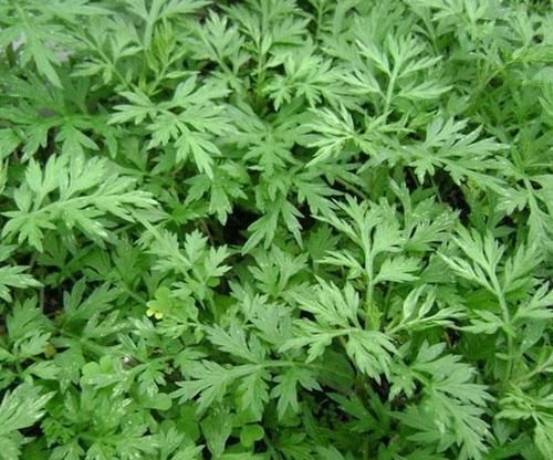 湿疹|艾叶泡水实在太厉害了，坚持一周，好处主动找上门，早知早受益