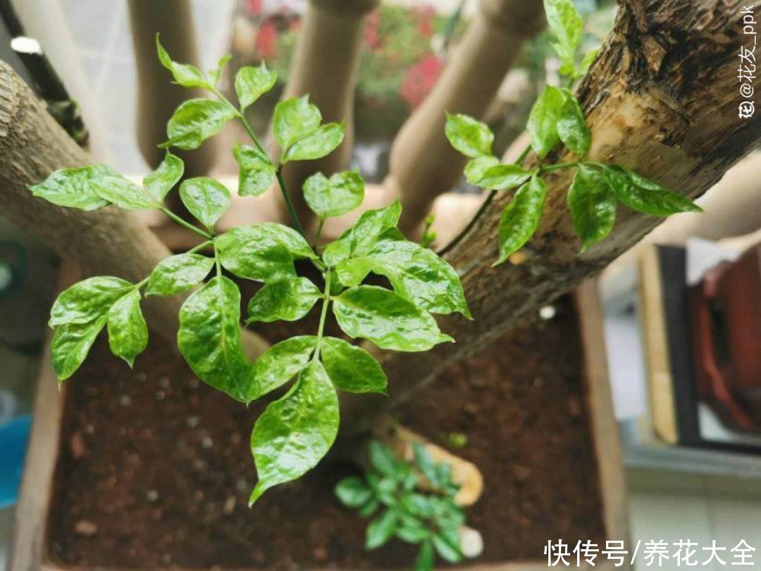 花苞|天热了，20种花最怕浇水，浇得越多，死得越快