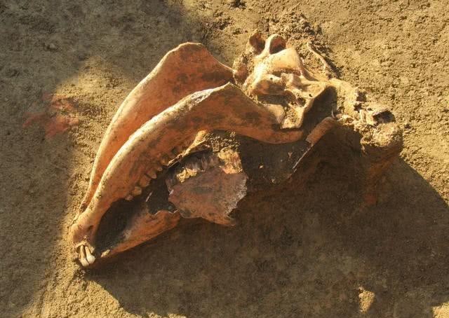 大墓|被盗大墓出土罗马“古战车”,盗墓贼嫌不值钱,使战车完好无损