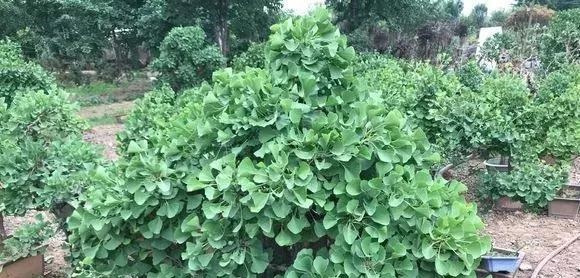 这3种盆景可以养成传家宝,再穷也要养,越老越值钱!