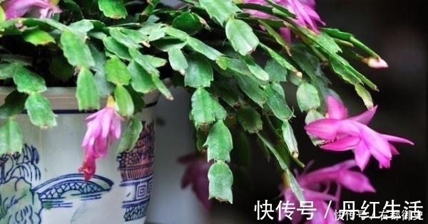 冬天蟹爪兰长不好?花盆里放点它,暖冬给你一个惊喜!