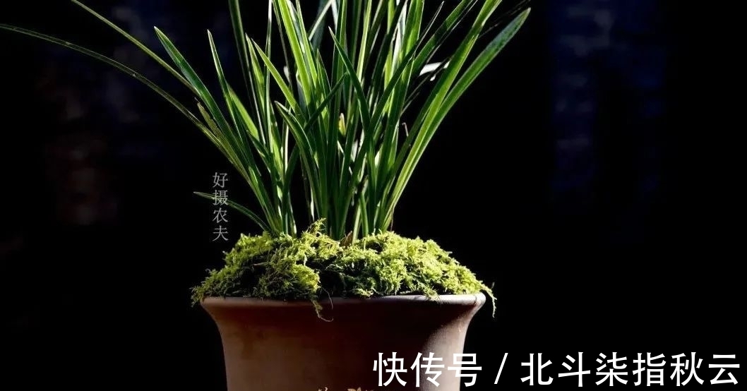 兰花要挤着长,所以不要使用大花盆?别再被误导了