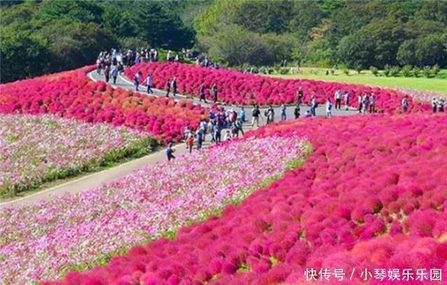 日本|世上最“委屈”的植物，在中国被用来做扫把，在日本却不一样