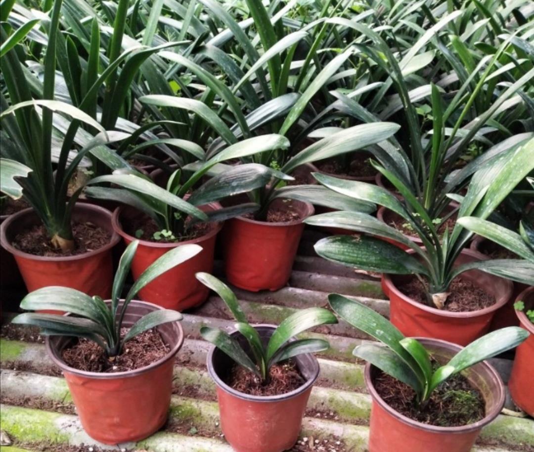 杀菌|山上收集回来松针土,别直接拿来养花,先要简单处理