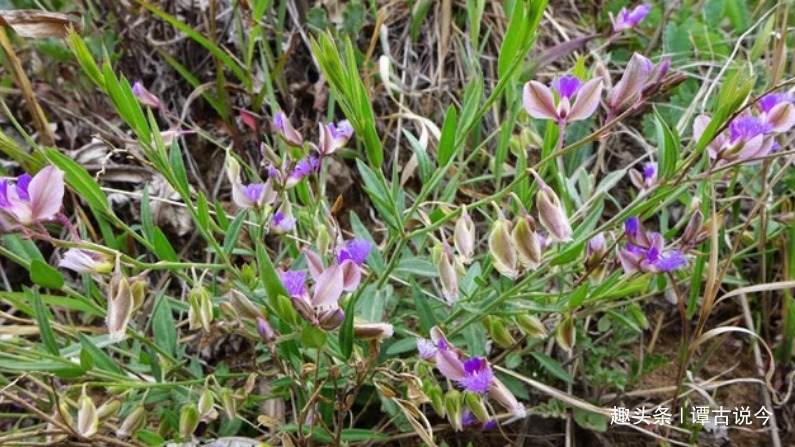 线儿茶|农村一种不起眼野草,今天才知价值,请珍惜,178元一斤