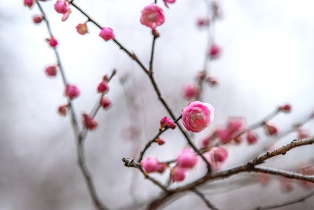 梅景|蜡梅、梅花罕见同开，武汉植物园限量版梅景上新