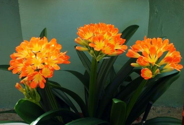 室内养君子兰，只需做好最“关键”2点，根不烂了，叶片又肥又厚