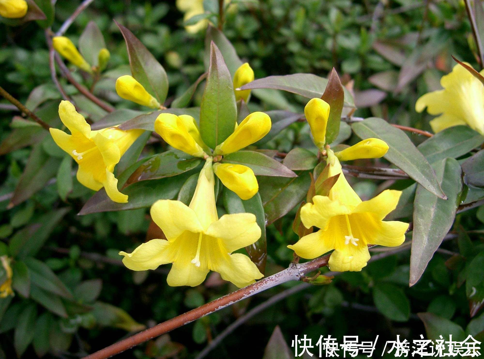 断肠|农村生长的野生藤本，农民用来给家禽催膘，却有治疗神经痛的功效