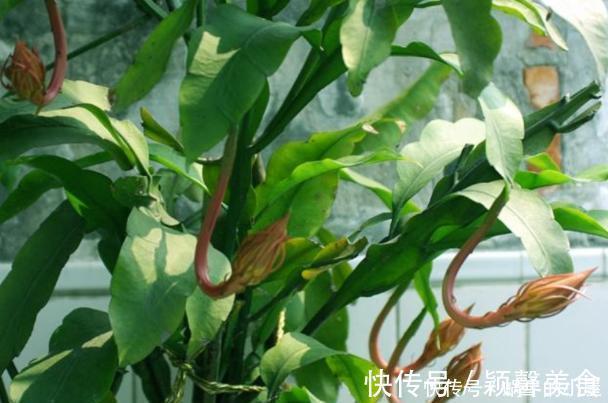 花卉|懂行的人冬天坚决不买三种花,冬天都不会买,白给也不要