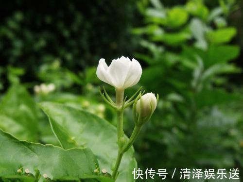 茉莉|茉莉花能开150天,学会2个“技巧”,你也能做到!